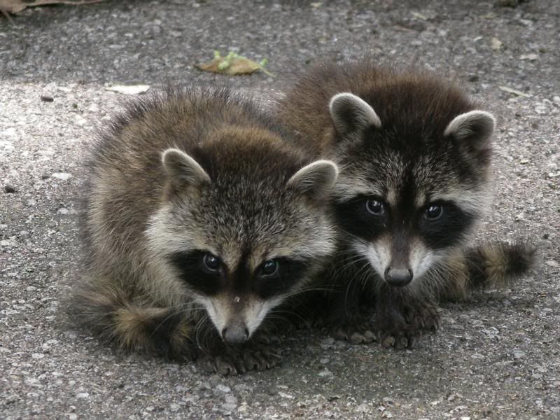baby raccoons