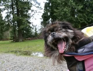 Chance the crazy peke