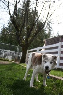 Kodi the Cattle Dog