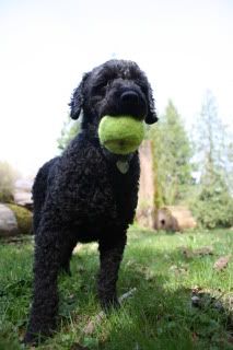 Reggie the Ball Dog