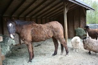 barn guys