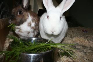 Rabbits getting treats