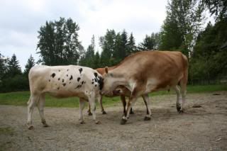 cow huddle