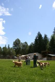 Dogs in upper field