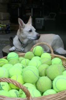 Free Tennis balls