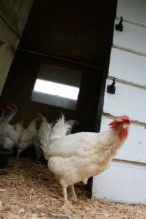 New Chickens