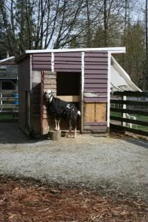 pete and &quot;goat&quot; shed