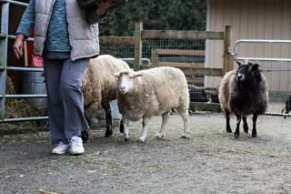 photo sheep.jpg