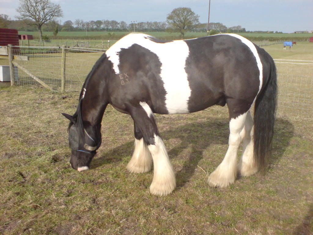 cob horse