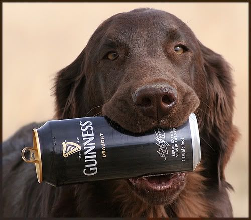 dog-fetches-guiness.jpg