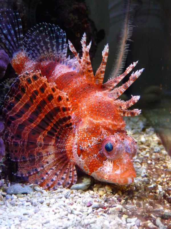 Red Fuzzy Dwarf Lionfish Diet