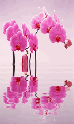 Animated flowers Pictures, Images and Photos