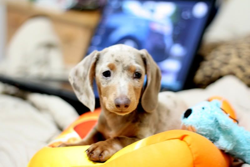 IMAGE: http://i911.photobucket.com/albums/ac317/papoh/IMG_0287.jpg