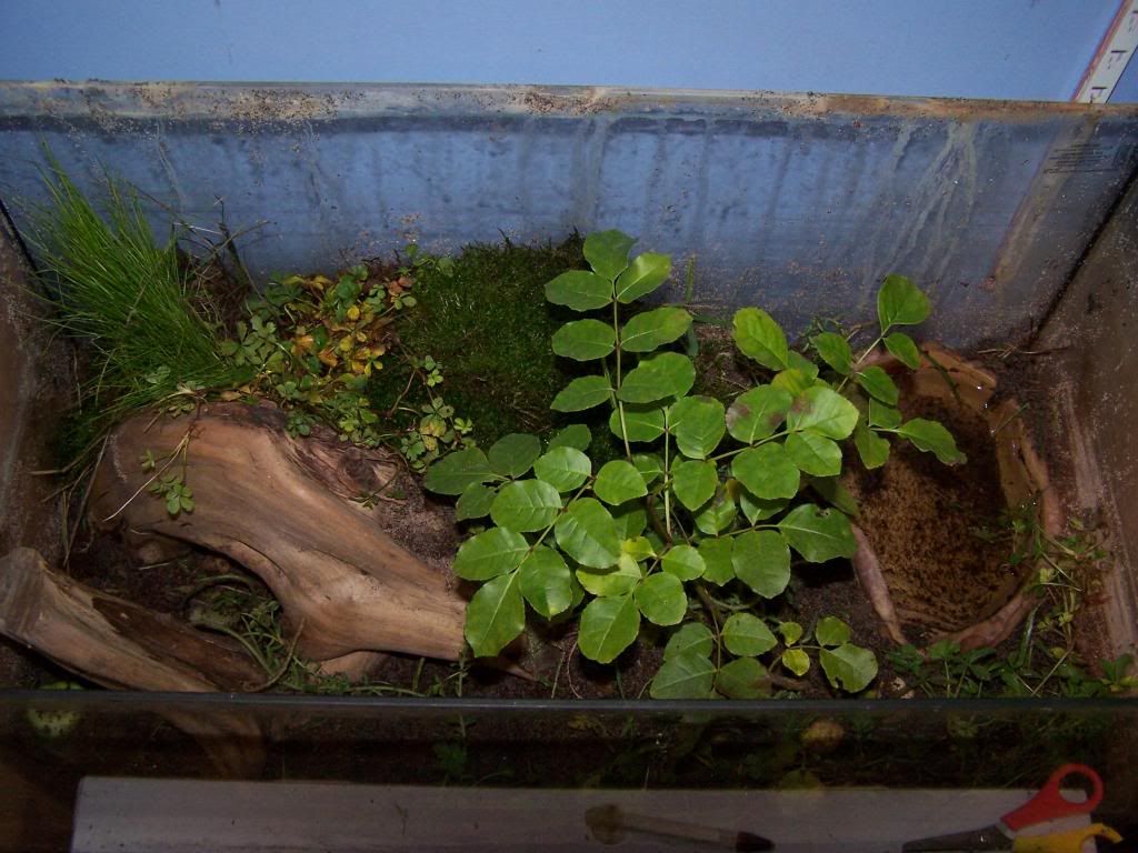 Finally made the cane toad setup. What you think? Reptile Forums