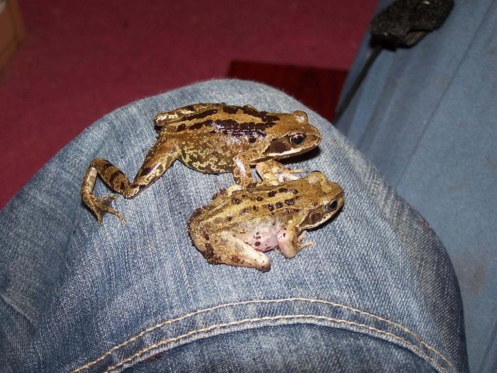 Can frogs get lonly? Reptile Forums