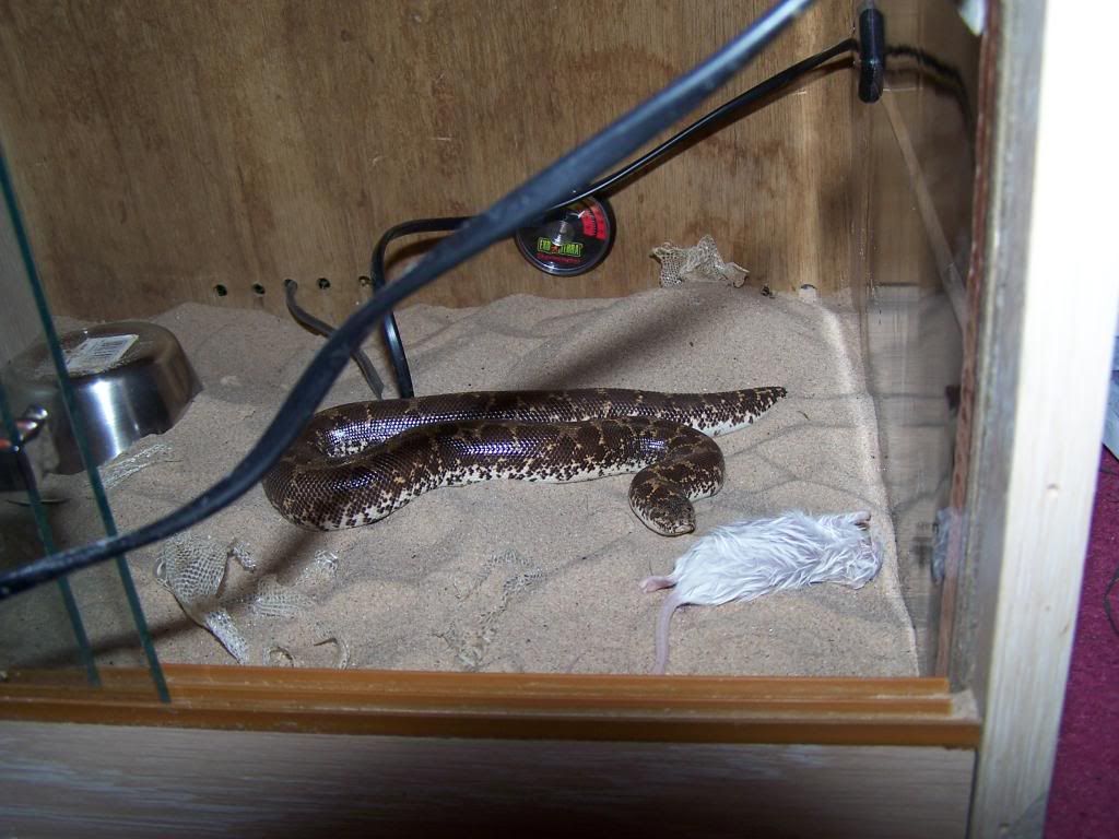 Sand Boa not eating help Reptile Forums