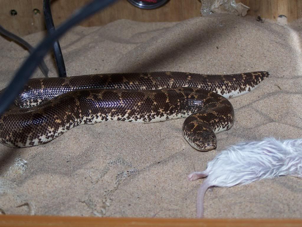 Sand Boa not eating help Reptile Forums
