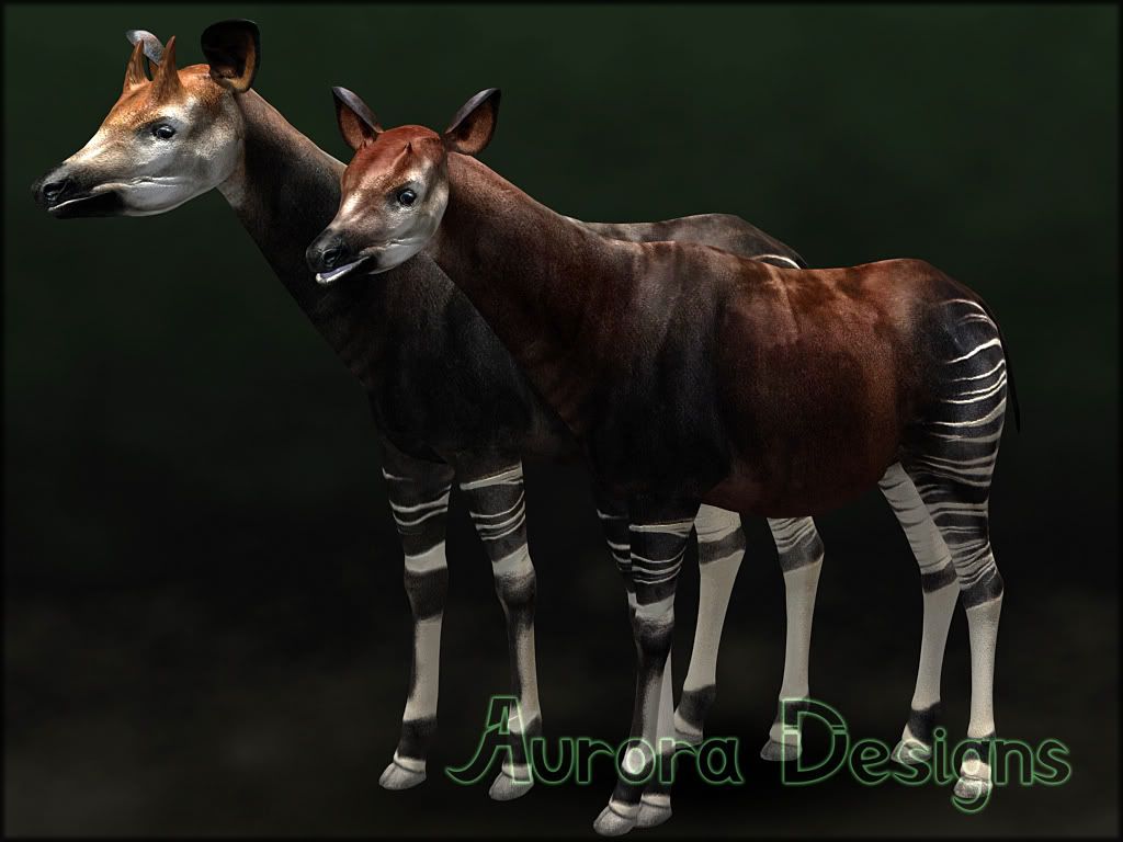 http://i911.photobucket.com/albums/ac320/auroradesigns_zootycoon/eea1eff4.jpg