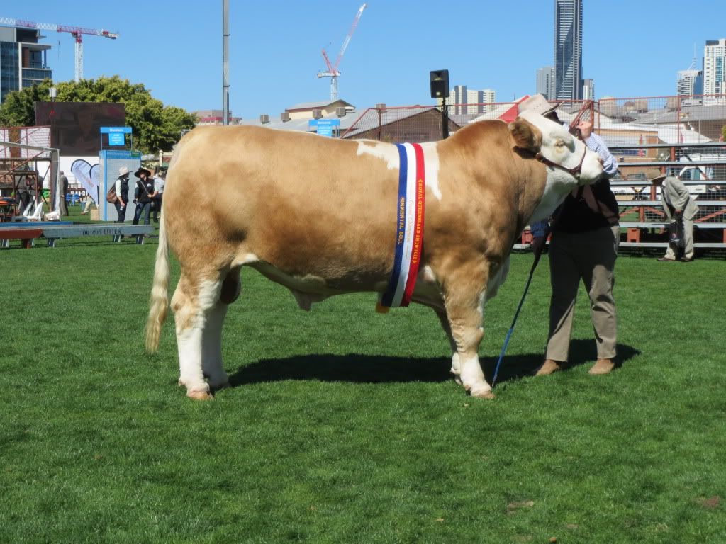 Ekka Continental breeds